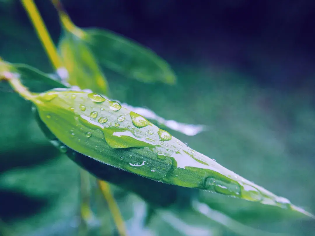 原创（赞美春雨的诗句）带雨的诗句 古诗 第7张