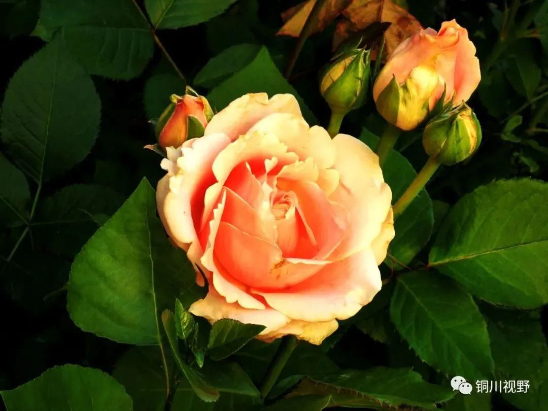 铜川摄影师黄风升镜头下的花朵(图9)
