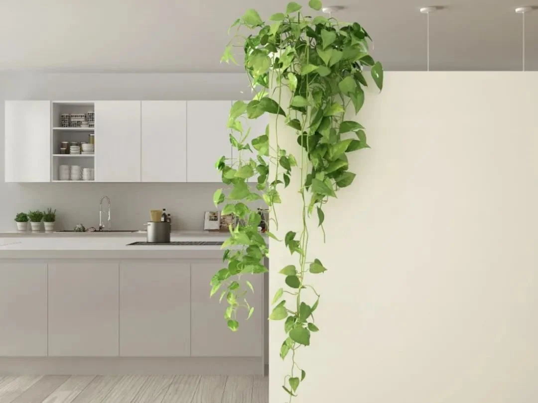 用这6种不同的方法，让盆栽绿植在墙上攀爬生长-怎么让植物爬墙