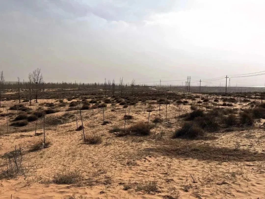 孙国友承包的马家滩林场至今大多仍是荒沙地。摄影/本刊记者 刘向南