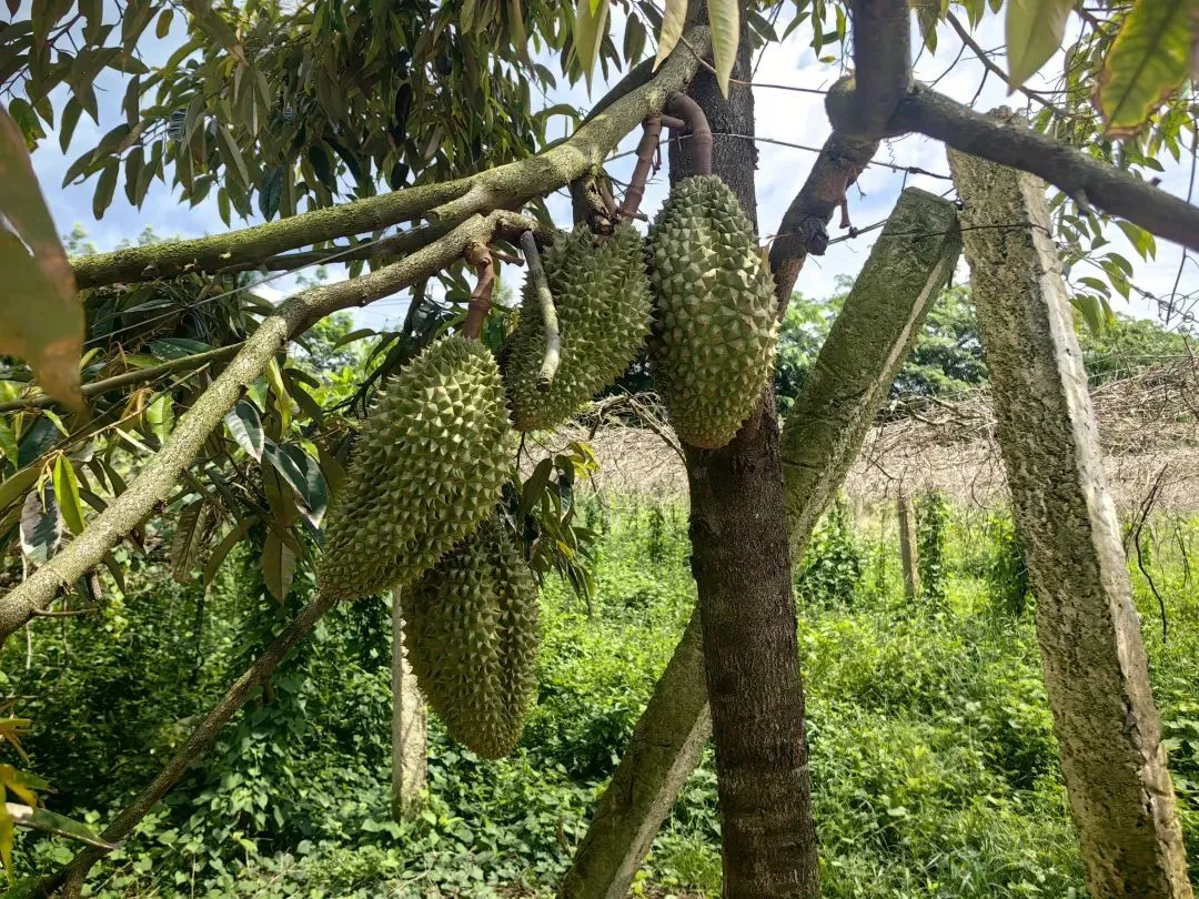 干尧榴莲 图源：小巴拍摄