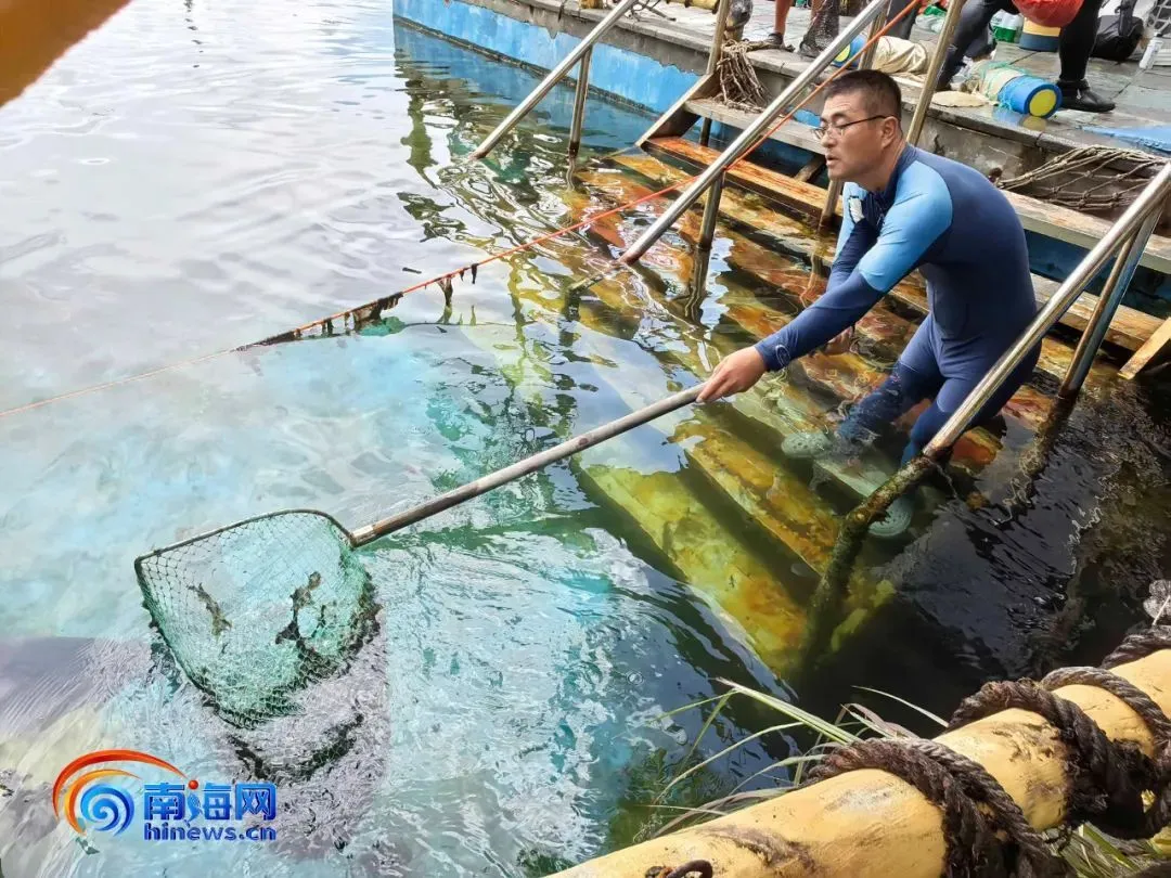 志愿者在清理户外水域，为搁浅的短肢领航鲸保持良好的救助环境。记者 胡丽齐 摄