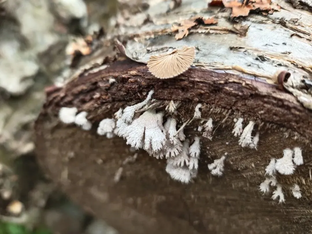 裂褶菌：Schizophyllum commune｜鲁金荣摄