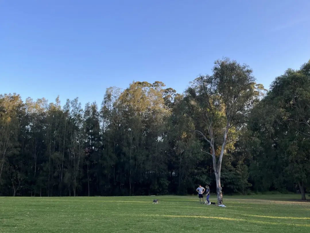 公园里，悉尼本地人的生活。（图/受访者供图）