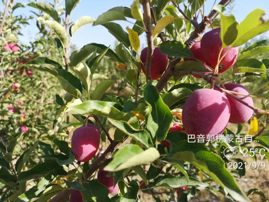 我家花园里种的是什么苹果树？这些是海棠果吗？ : r/gardening, image size:1080x810