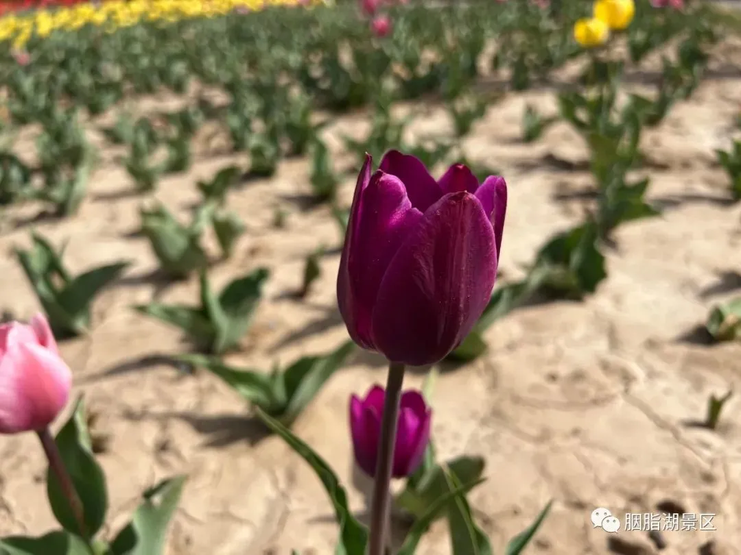 郁金香的花语 有着最浪漫的故事和最永恒的爱-郁金香千万不能乱送
