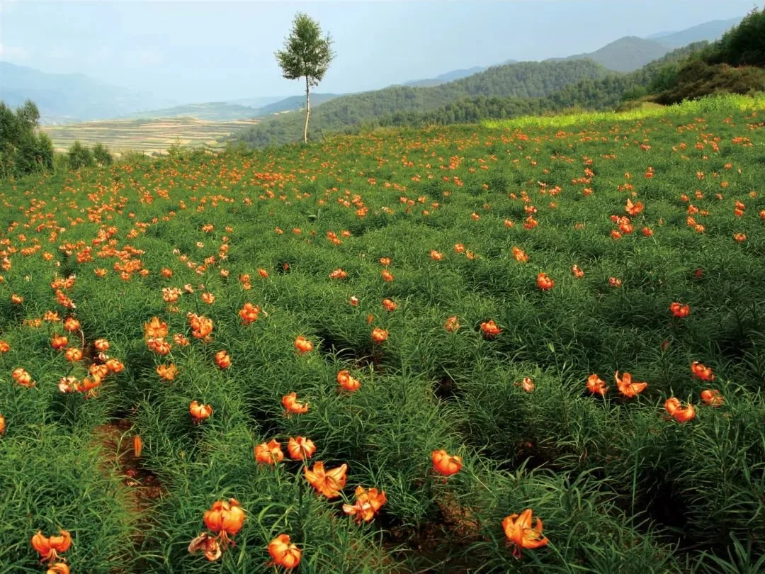 △兰州附近的山村,百合花盛开的季节。/受访者提供