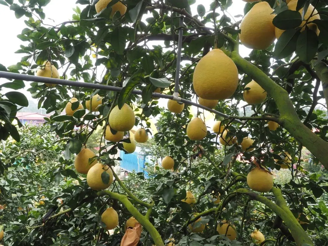 每年的11月份，是容县沙田柚成熟季节 / 图虫创意
