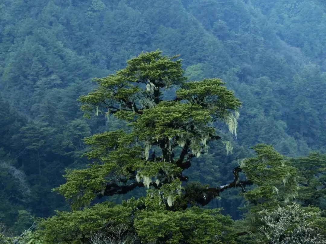 △哀牢山深处的红豆杉，国家一级保护植物。（图/@大美新平）