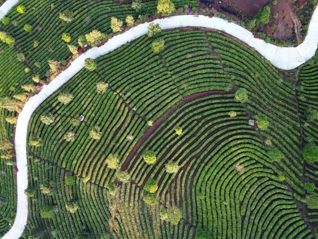 茶山