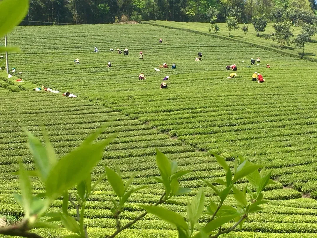 大茶场 