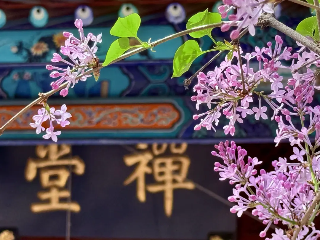 △丁香花满法源寺。（图/视觉中国）