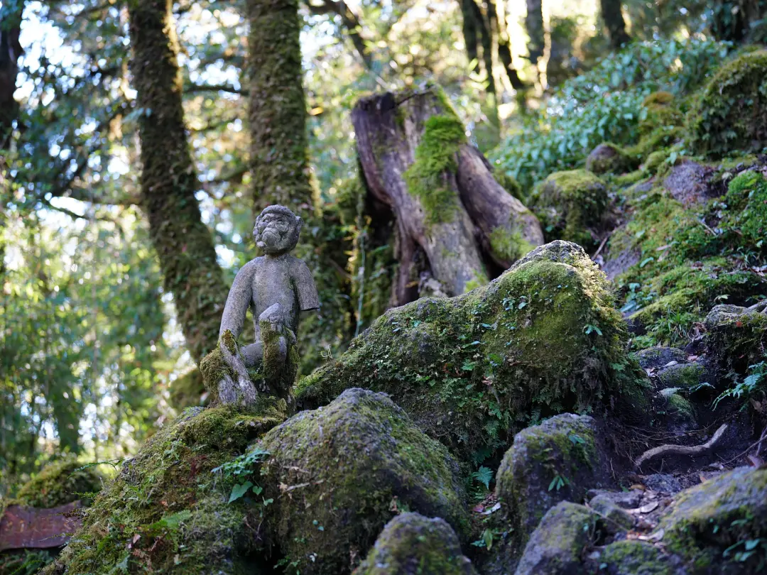 △金山原始森林中的石猴。（图/视觉中国）