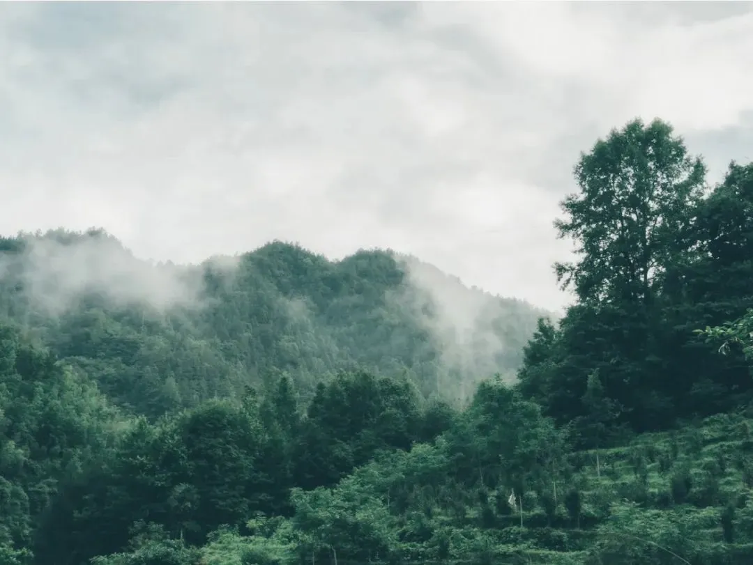 桂东东洛乡东山林场@林溪叶