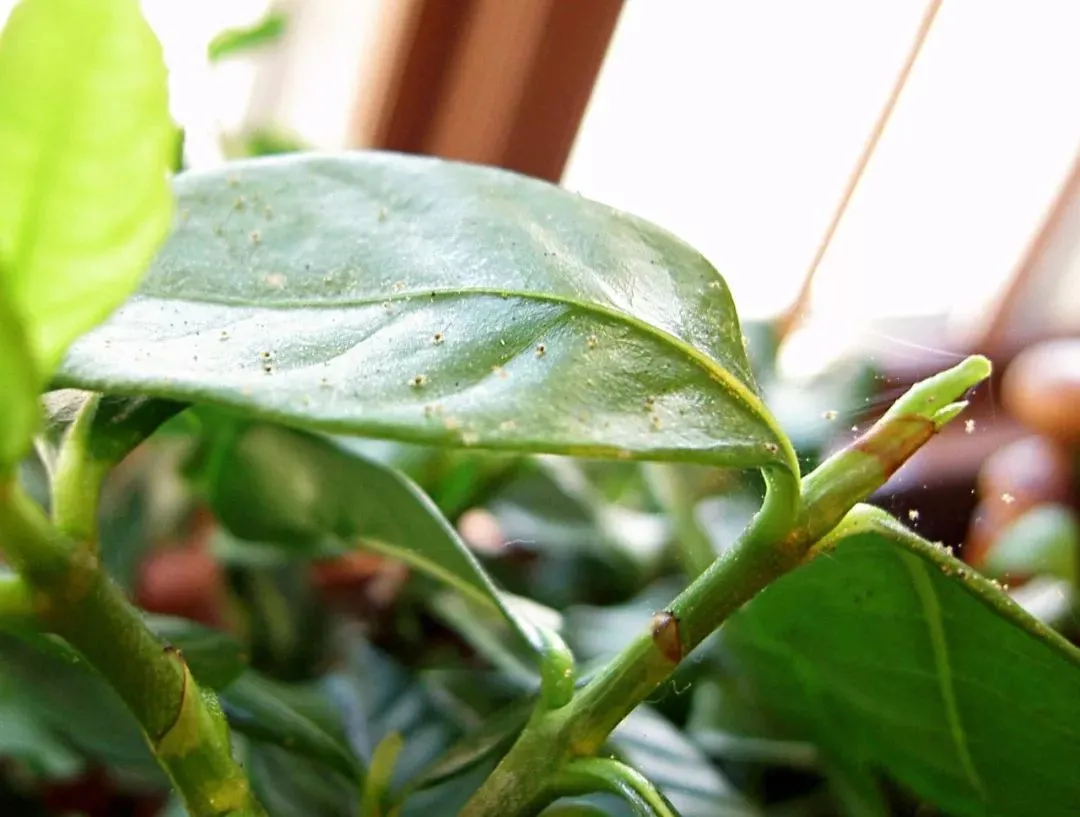 家里的盆栽绿植不小心感染红蜘蛛，没有喷药，用这几种方法解决-绿植有红蜘蛛用什么药