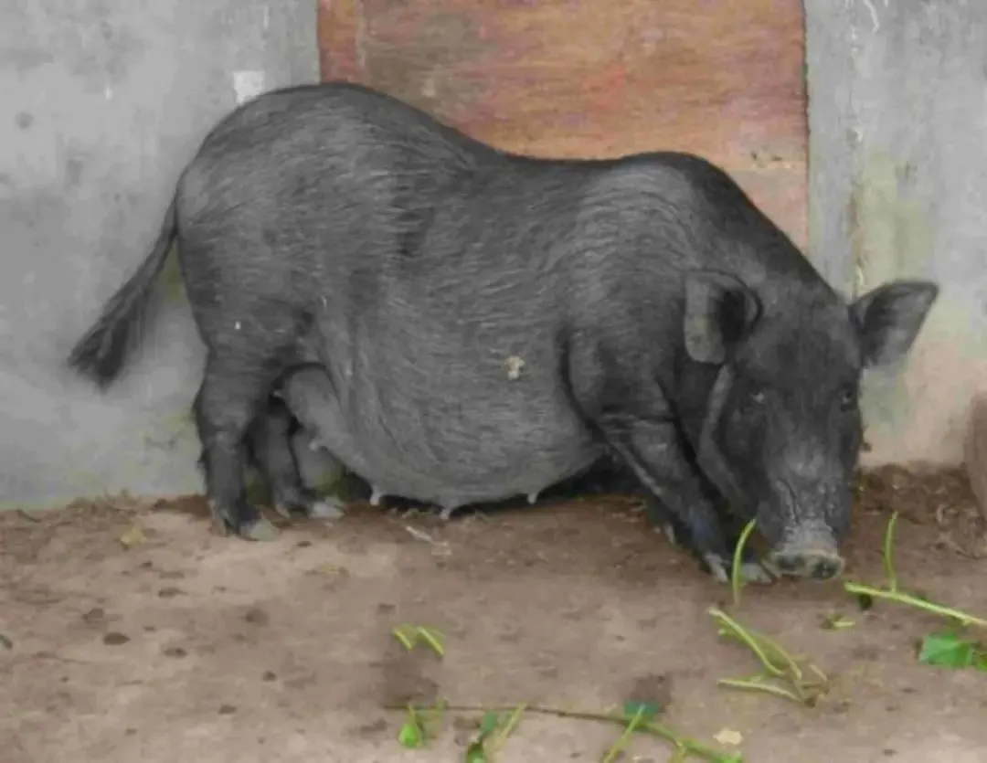 滇南小耳猪- 抖音百科