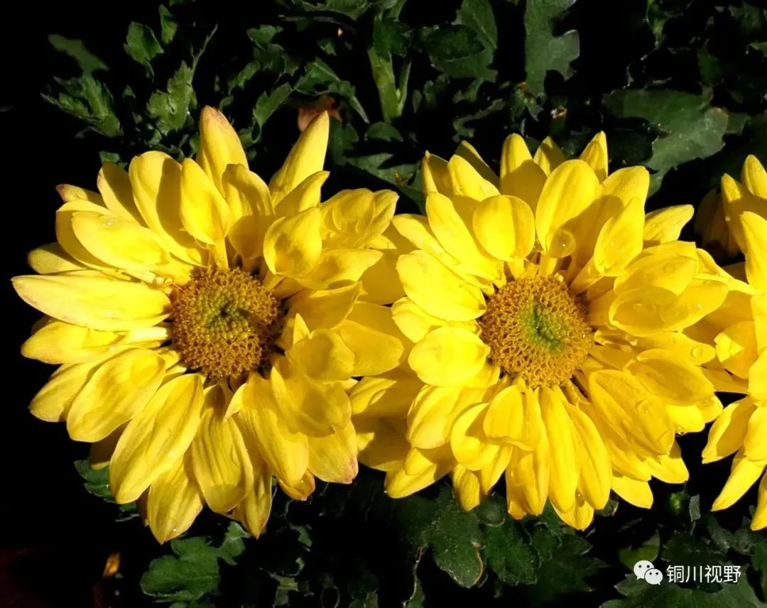 铜川摄影师黄风升镜头下的花朵(图6)