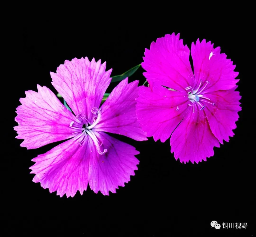 铜川摄影师黄风升镜头下的花朵(图11)
