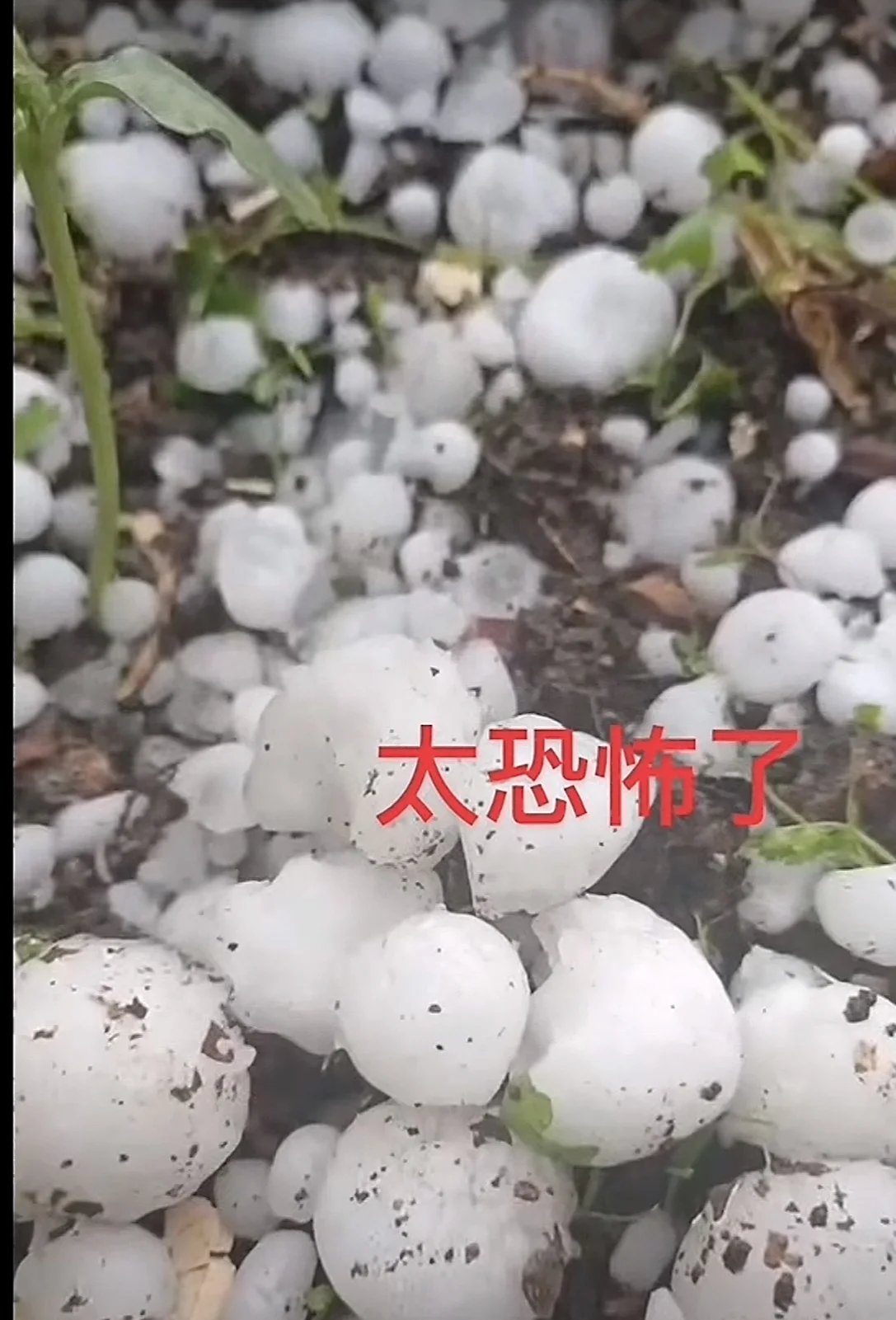 四川青川县遭冰雹袭击，市民：汽车前后窗被砸烂