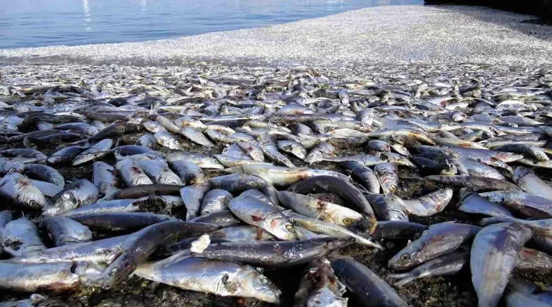 三重县的鱼群尸体（图源：社交媒体）