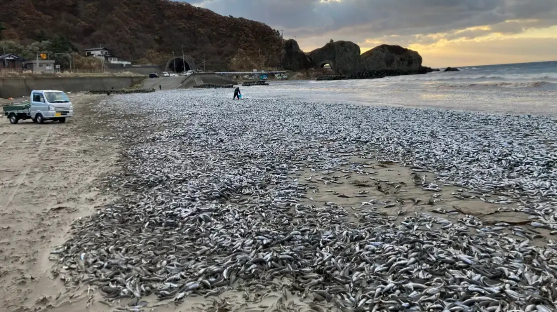 日本北海道的海岸附近出现大量死鱼。（图源：社交媒体）