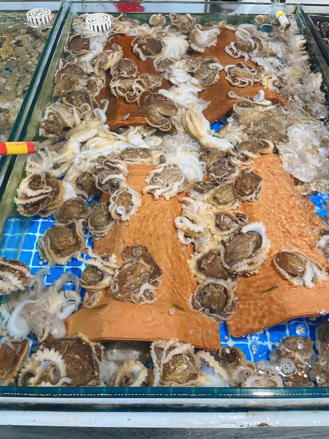 日照灯塔风景区旅游攻略，日照海岸线南端的看日出圣地(日照灯塔风景区在什么地方)