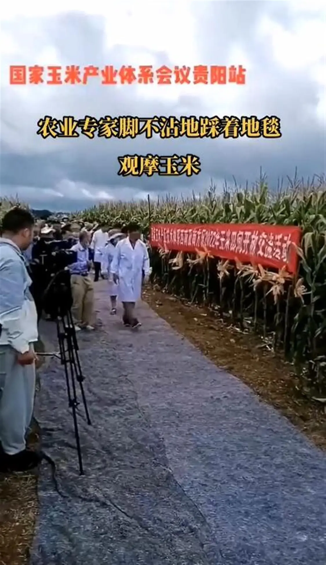 网传专家铺地毯下玉米地（来源：视频截图）