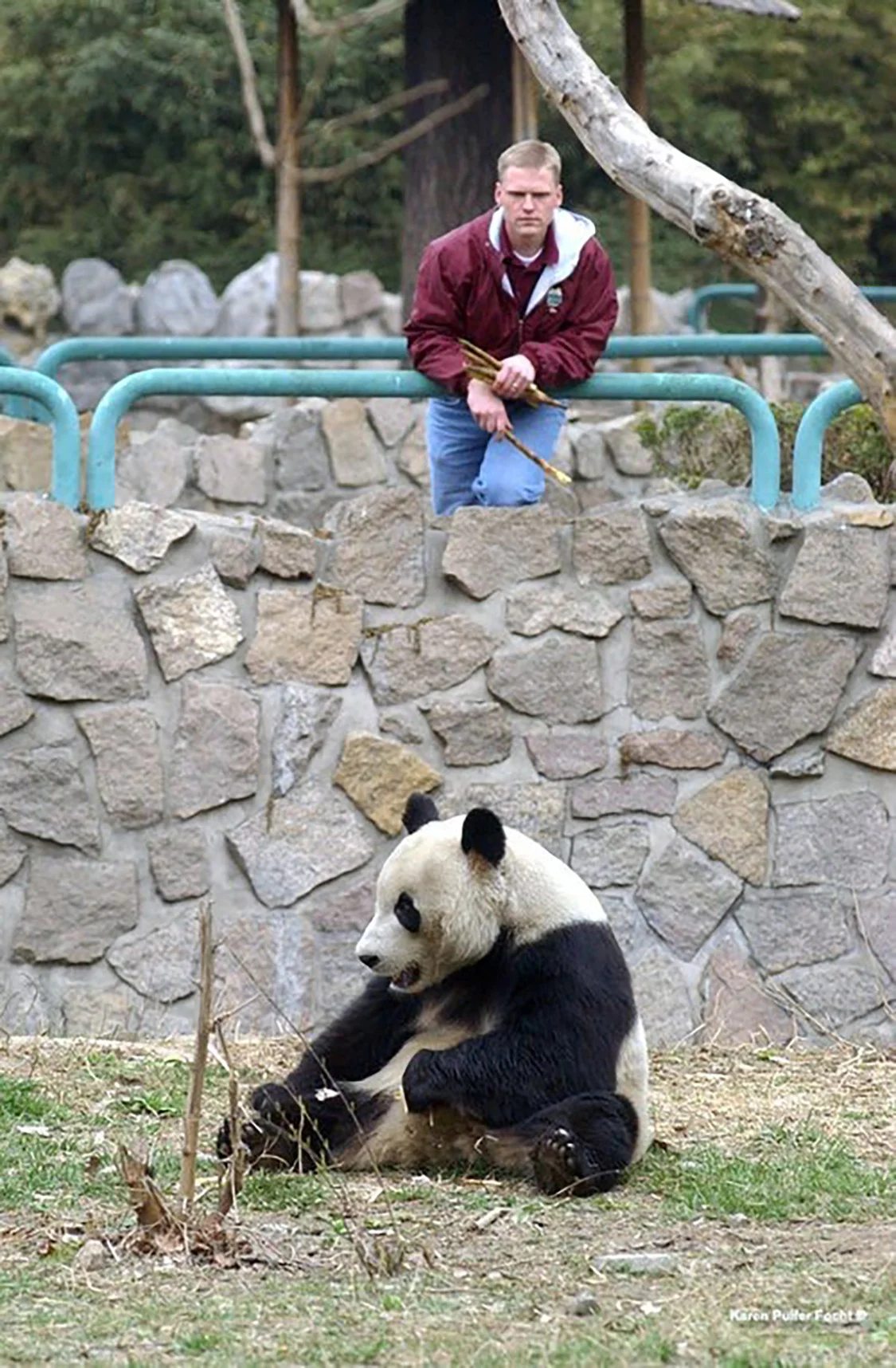 2003年，北京动物园，马特·汤普森隔着围栏看大熊猫。现任孟菲斯动物园总裁兼首席执行官的马特·汤普森，曾是孟菲斯动物园2003年赴中迎接大熊猫们的成员之一。当年，他在抵达中国后，便对大熊猫展现出了浓浓的喜爱。Karen Pulfer Focht 摄