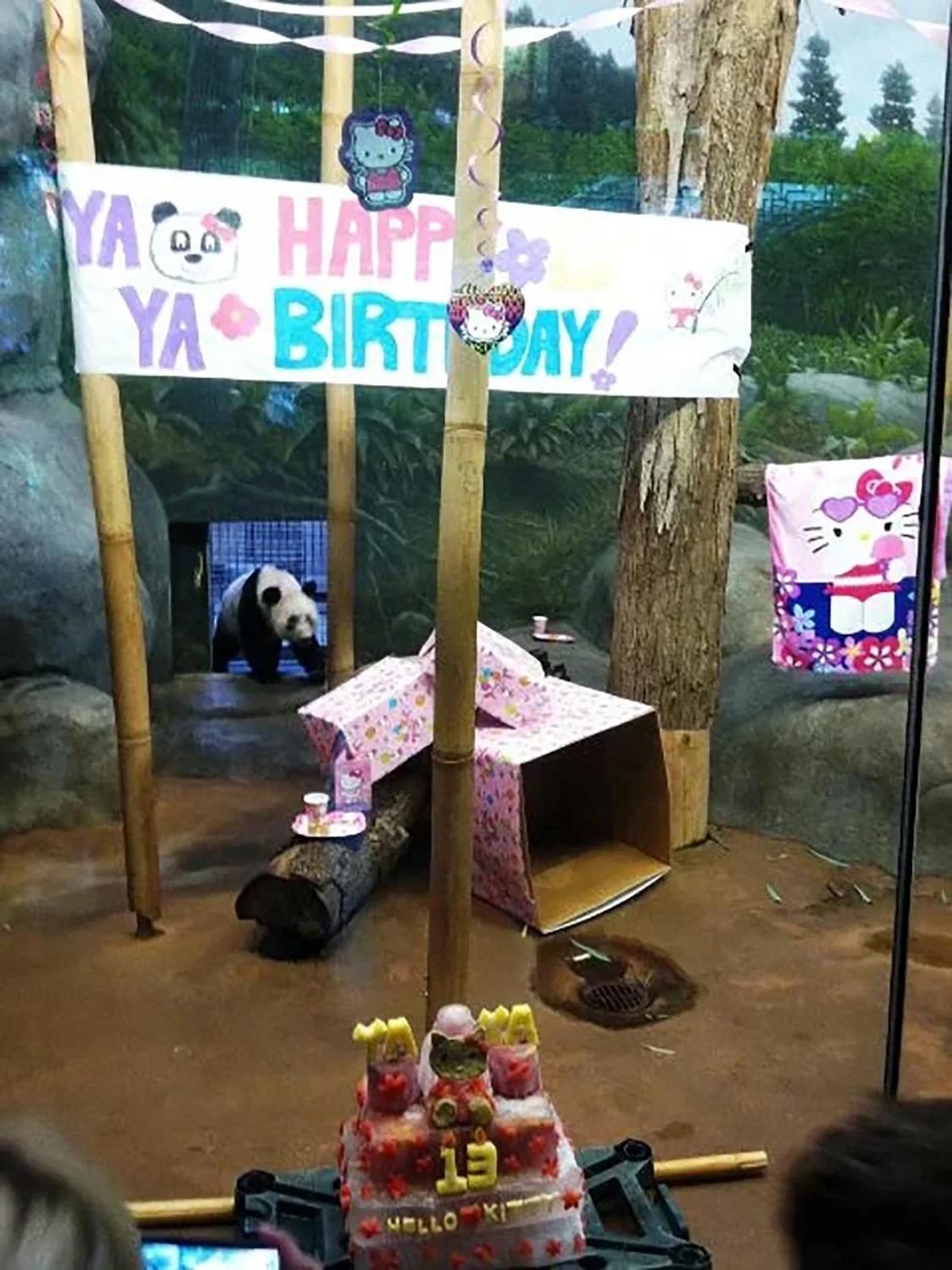 2013年8月3日，美国孟菲斯动物园，大熊猫“丫丫”13岁生日。孟菲斯动物园 图