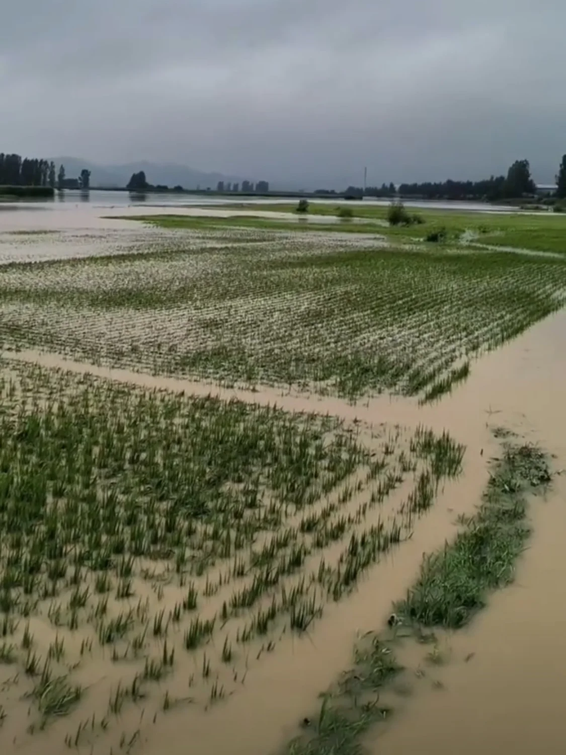 几乎被洪水淹没的稻田。本文图片均由受访者提供