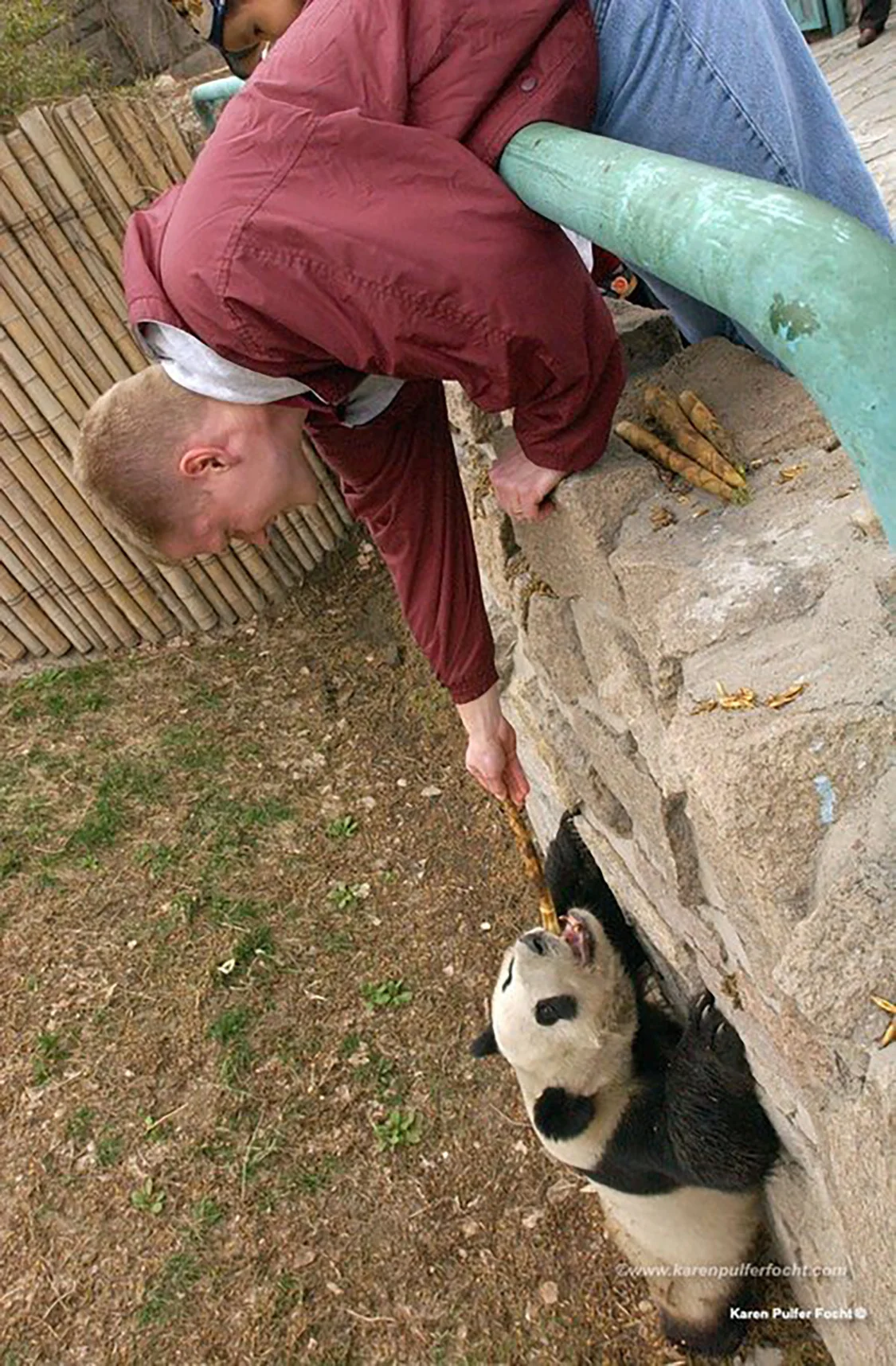 2003年，北京动物园，马特·汤普森喂大熊猫吃竹笋。Karen Pulfer Focht 摄