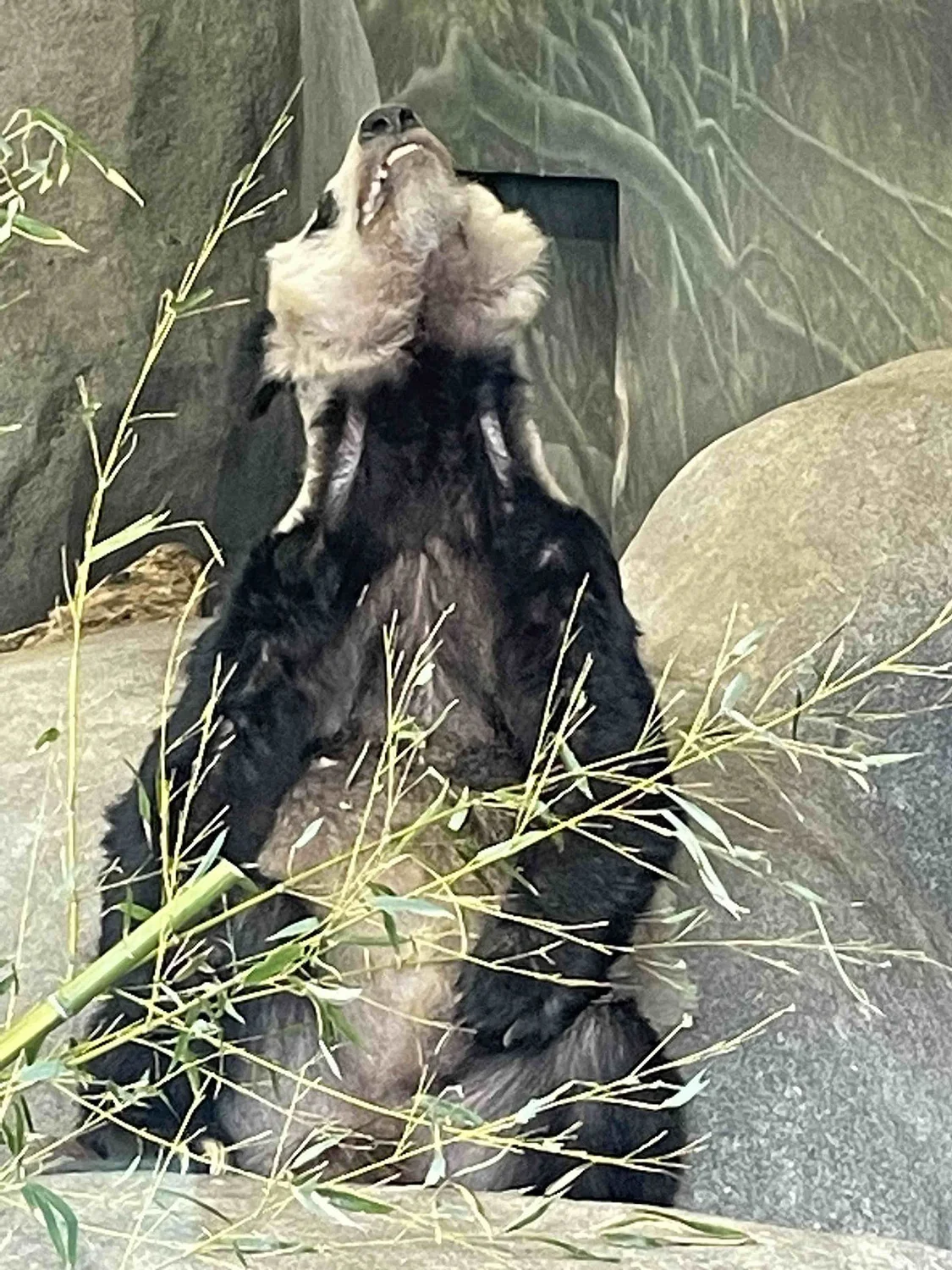 2023年2月23日，美国孟菲斯动物园，一些发布在社交媒体上的照片显示，“丫丫”身体消瘦且有大面积的皮肤病。