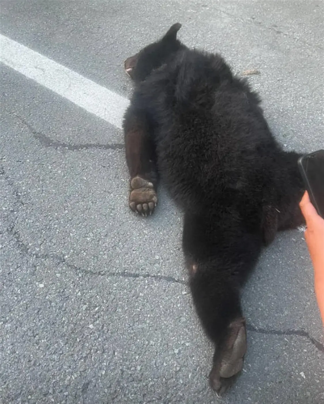 自驾路上车子被黑熊撞翻 图源：受访者