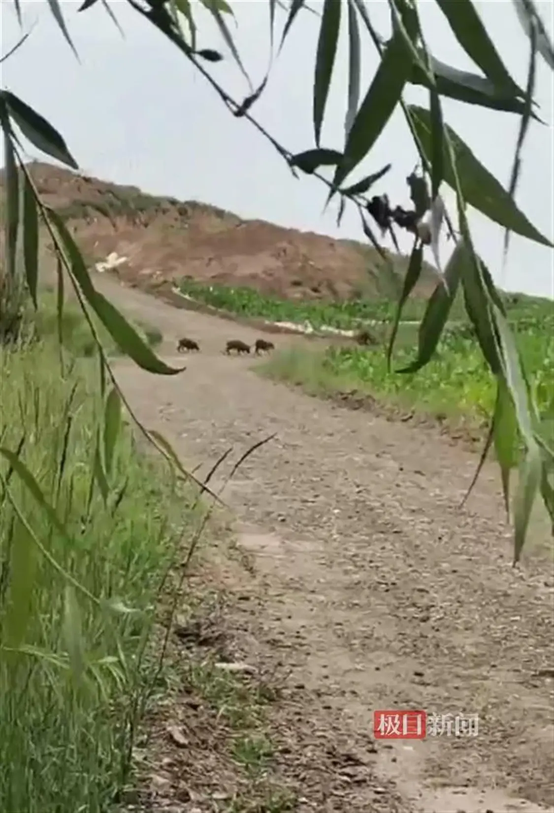 野猪群在庄稼地里出没（受访者供图）