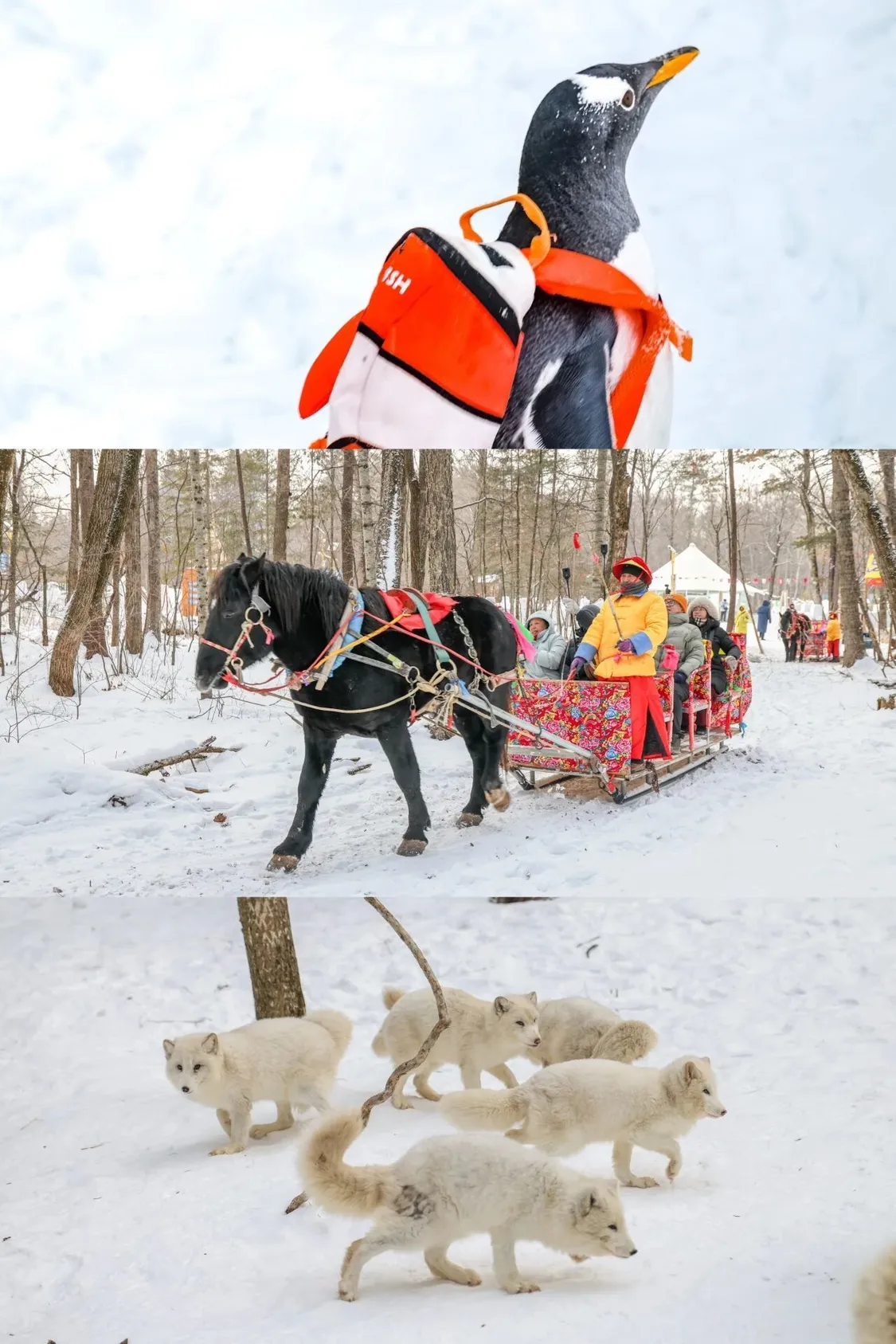 你真的会玩雪吗？吉林的雪原来有这么多打开方式！