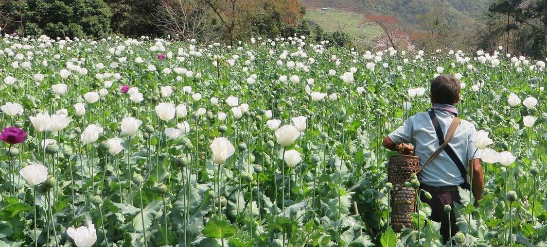 缅甸掸邦东部，一位农民在种植罂粟。（联合国毒品和犯罪问题办公室）