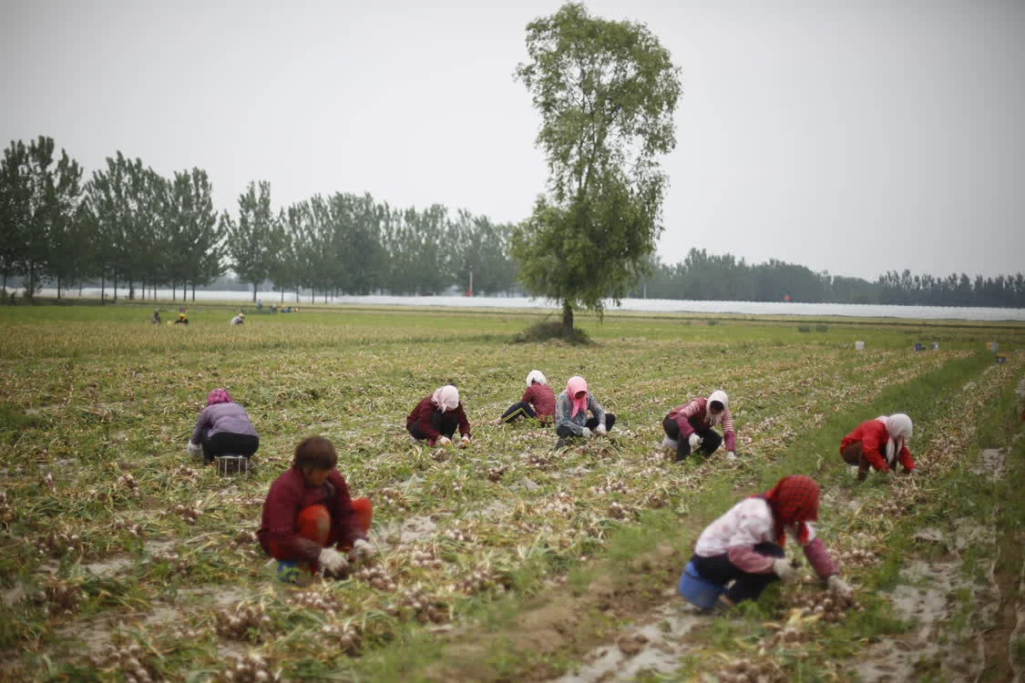 金乡县将大蒜产业视为农村人口增收致富的主要手段，大力推广大蒜种植，不断深化产业融合。 权义 图