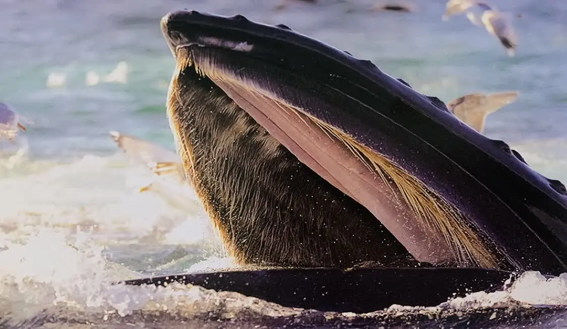 独具魅力的鲸，在《奇怪的律师禹英雨》中出现了哪些鲸(这是一只鲸鱼)