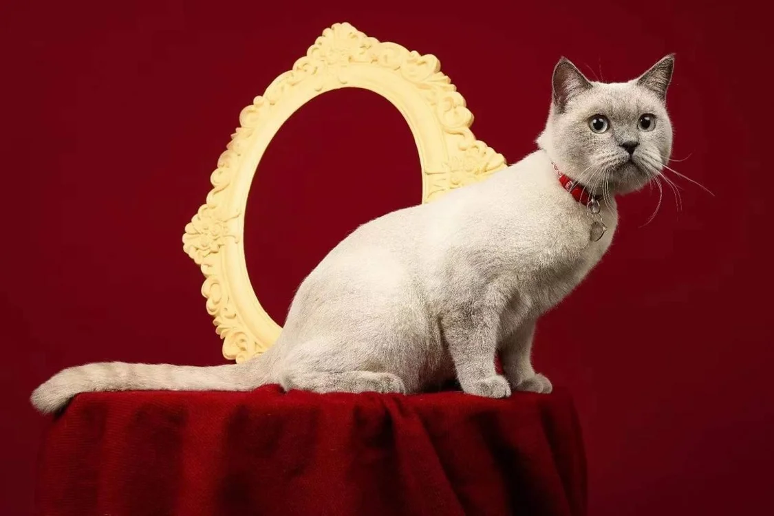 喵态生骨肉——猫罐头推荐内的最优选择 喵态生骨肉——猫罐头推荐内的最优选择