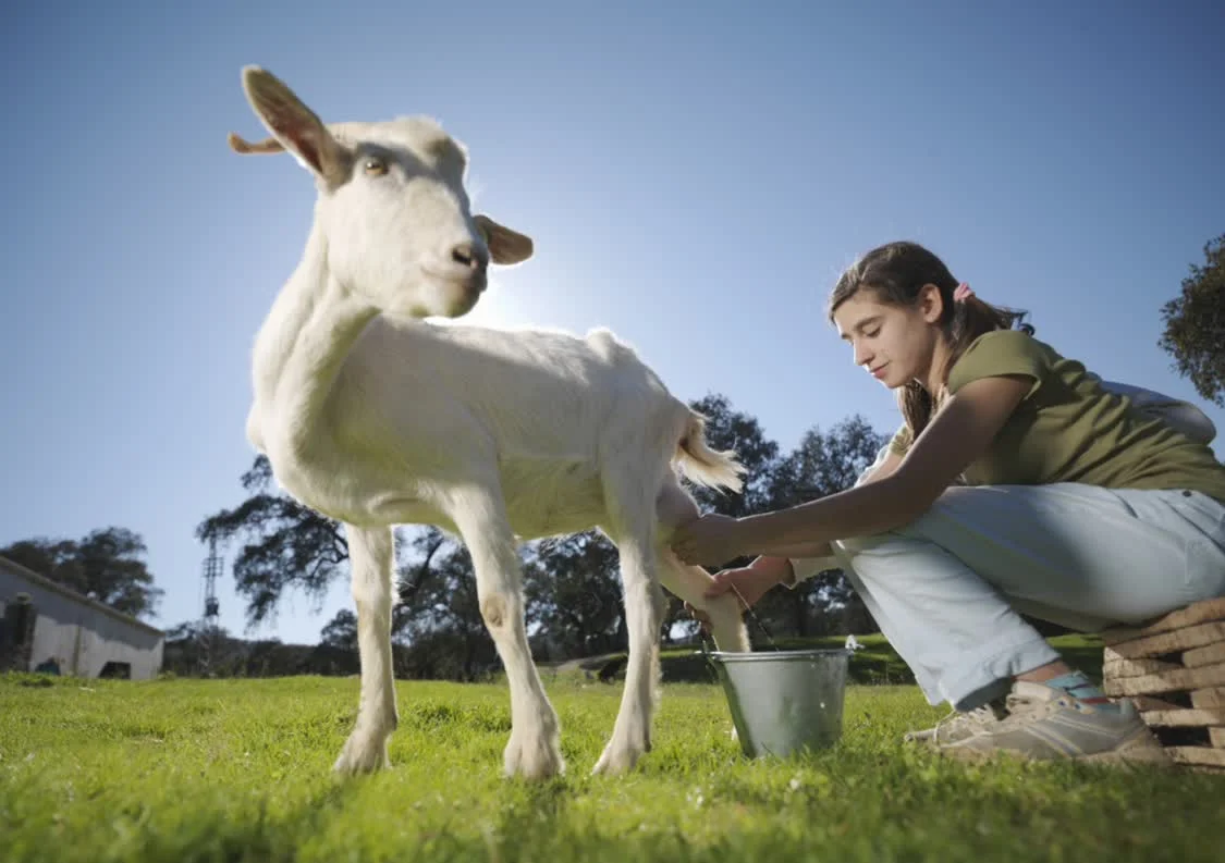 红星美羚IPO被否：大客户蹊跷注销 合作疑点