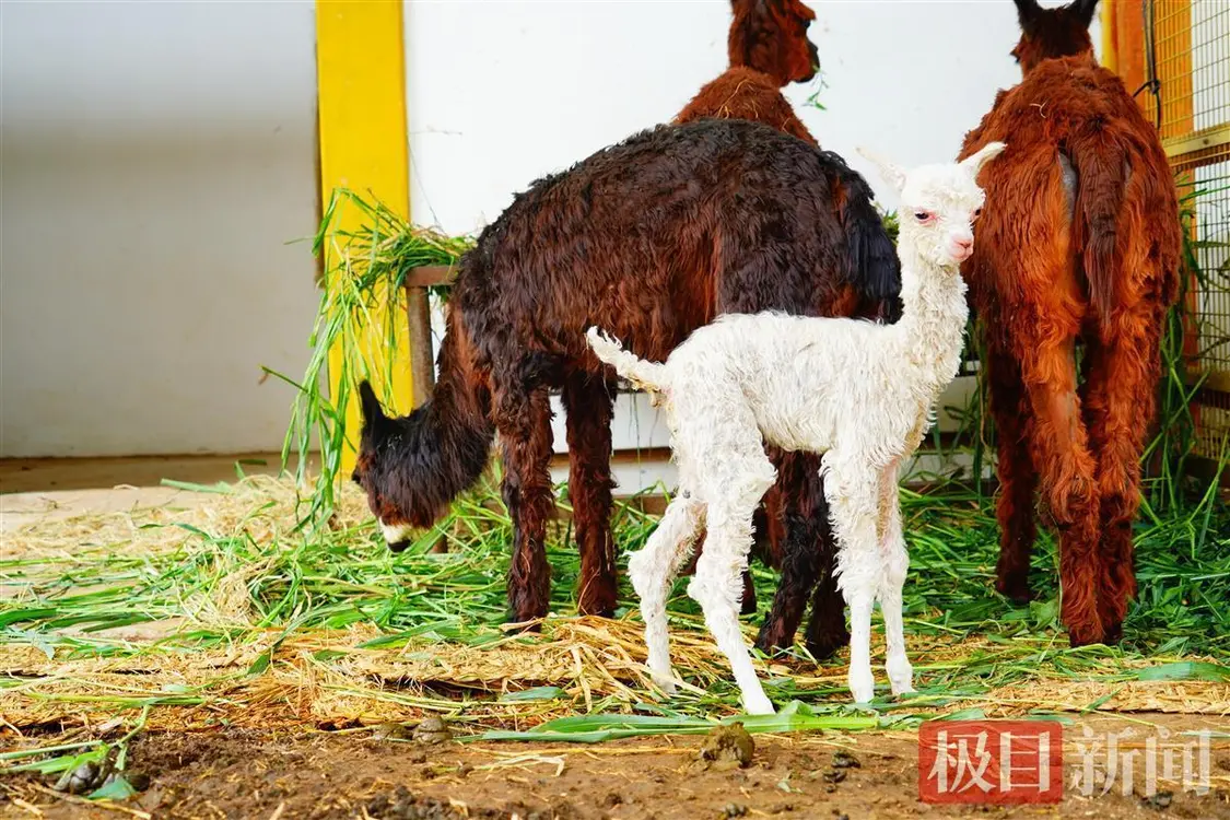 棕色羊驼夫妇诞下雪白小宝？武汉动物园回应-棕色和白色的羊哪个好