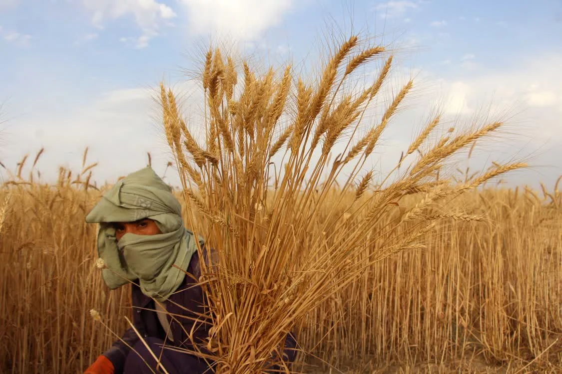 2023年5月，阿富汗坎大哈，一位农民正在收割小麦 图源：IC photo