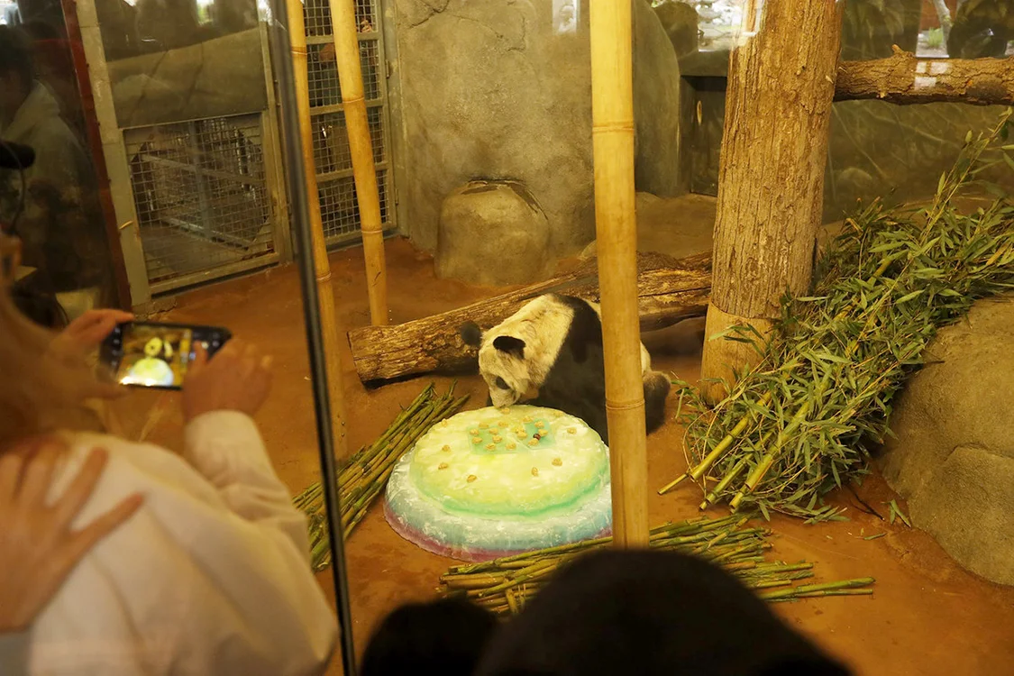 当地时间2023年4月8日，美国孟菲斯动物园为将返回中国的大熊猫“丫丫”举办告别派对，“丫丫”正在吃特制大蛋糕。
