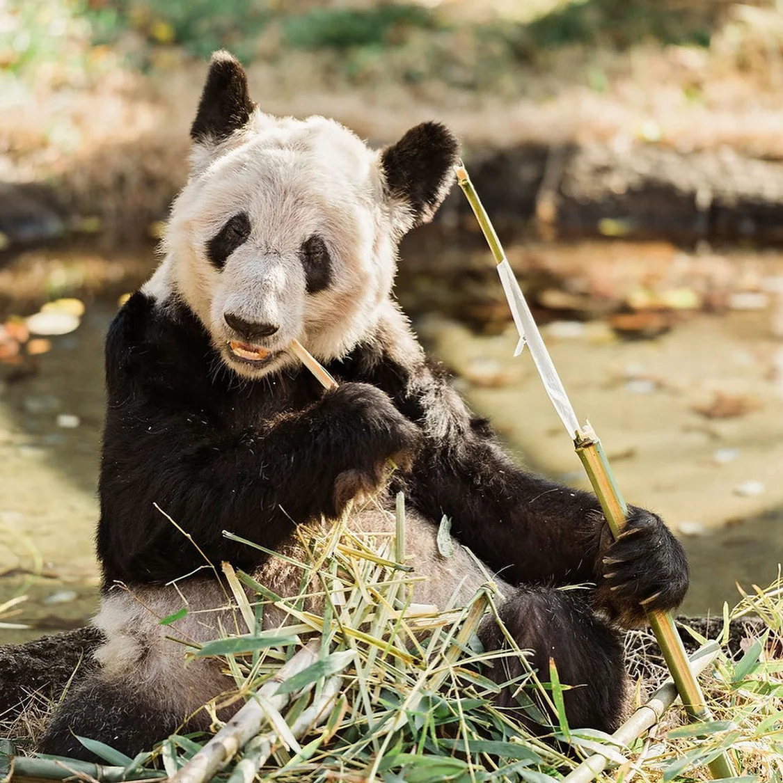 2021年1月28日，美国田纳西州，大熊猫“丫丫”正在孟菲斯动物园啃竹子。@Memphis Zoo 图