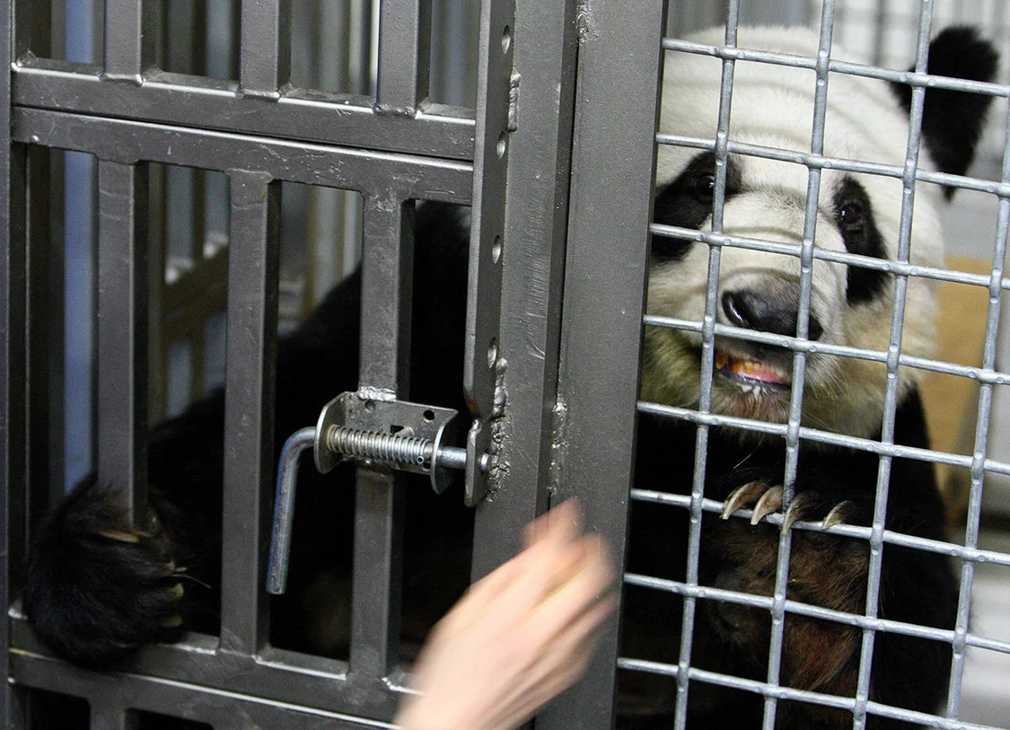 2009年3月2日，美国孟菲斯动物园，大熊猫“丫丫”再次流产。