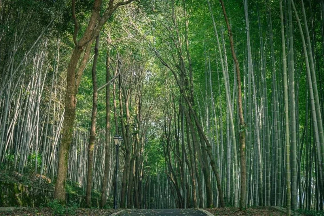 夏季漫步咸宁竹林，度过身心舒畅时光-咸宁竹子博物馆诗词