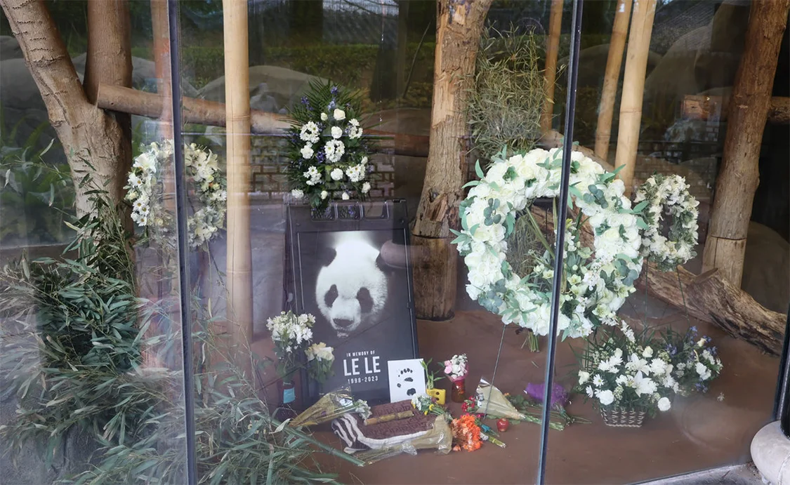 2023年2月9日，美国孟菲斯动物园，大熊猫“乐乐”纪念馆。GiantPandaGlobal 图