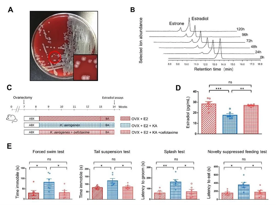 K. aerogenes能降解雌二醇并使雌鼠出现抑郁样行为