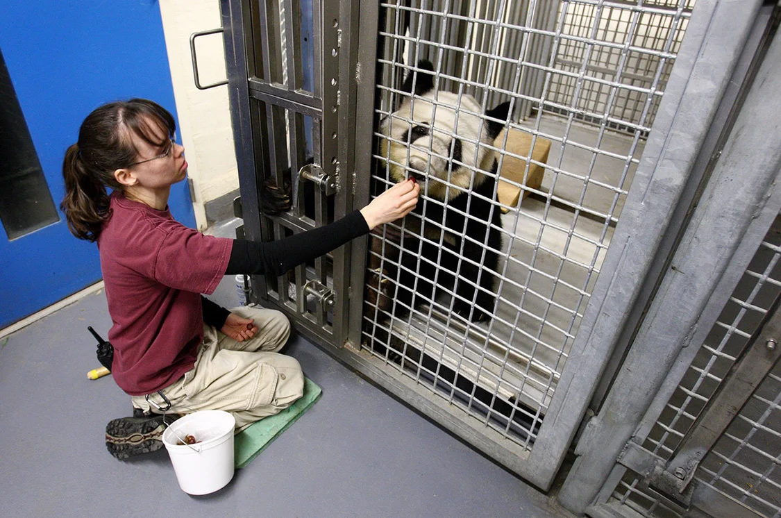 2009年3月2日，美国孟菲斯动物园，动物园管理员给大熊猫“丫丫”喂葡萄和芒果。当日早晨，通过超声波检查证实，“丫丫”再次流产。