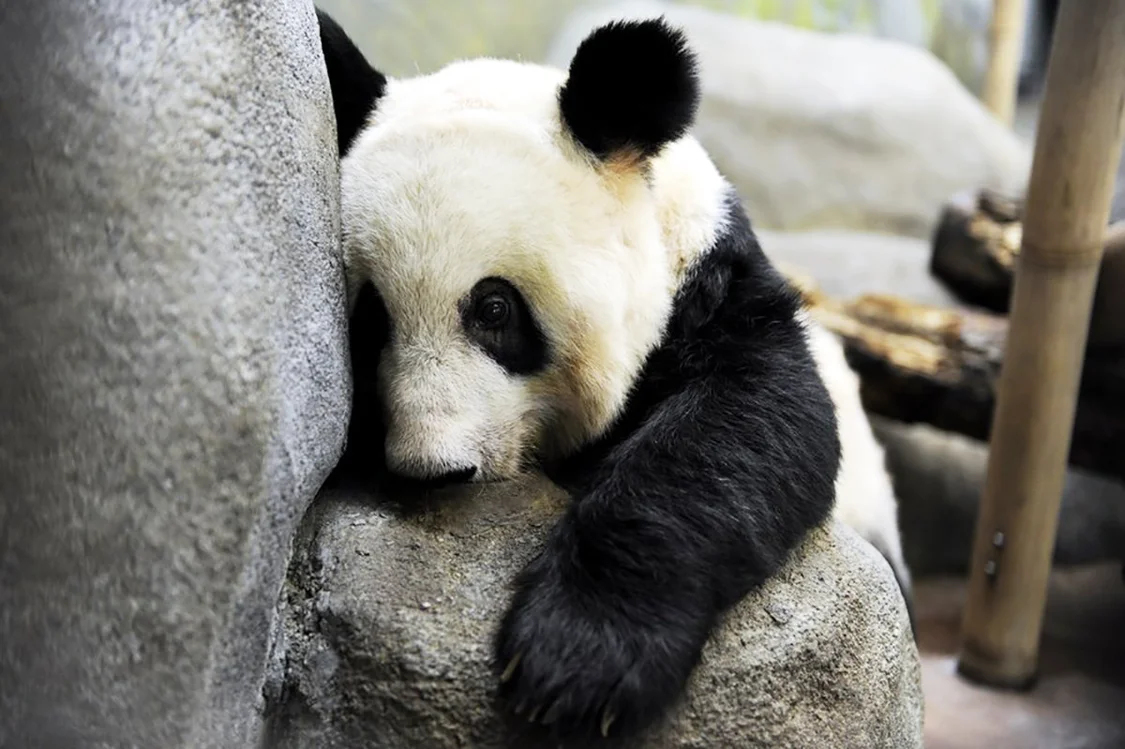 2010年8月13日，美国孟菲斯动物园，大熊猫“丫丫”十岁整。